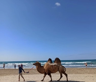 Пляж Джамайка в Анапе: Черное Море, Чилим, Шезлонг, Пляжи Анапы , Песчаный Пляж ,