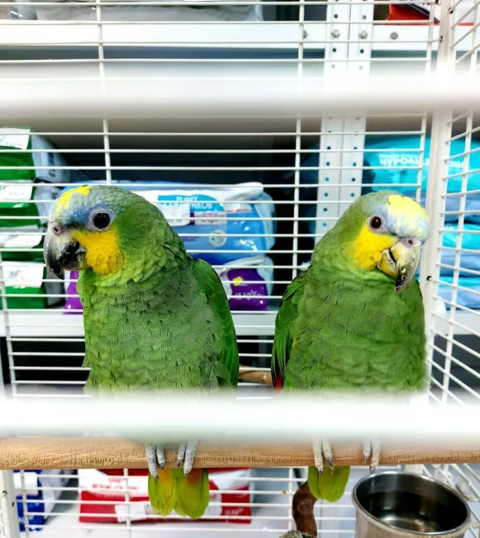 Зоомагазин в Майкопе "ЗООМИР".