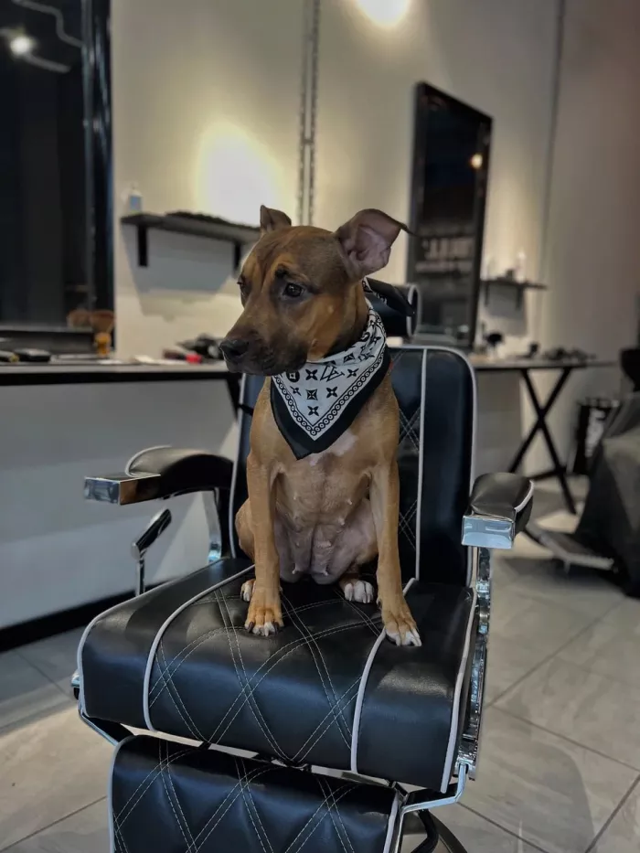 Барбершоп "Питбуль".