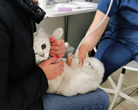 Ветклиника в Ульяновске "АльфаВет".