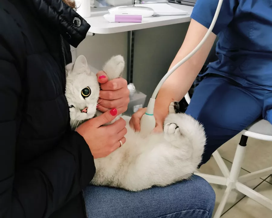 Ветклиника в Ульяновске АльфаВет в Ульяновске: Ветеринар, Стериализация Животных, Вакцинация, Консультация по Лечению Животных, Подбор Кормов, Груминг,