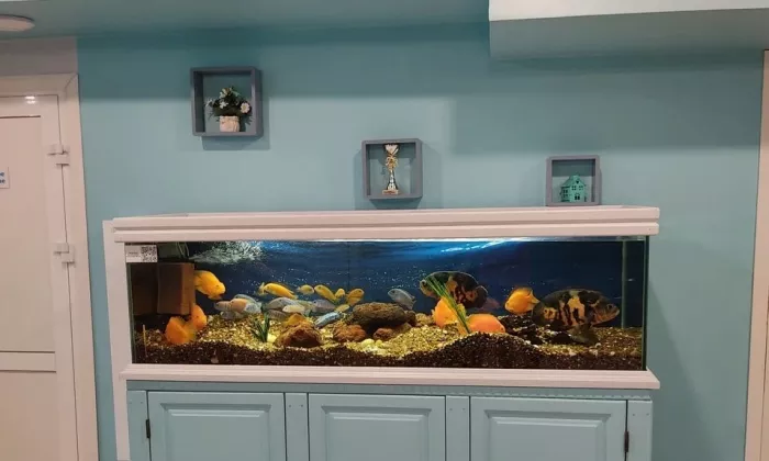 Детский бассейн Jellyfish  в  Новосибирске