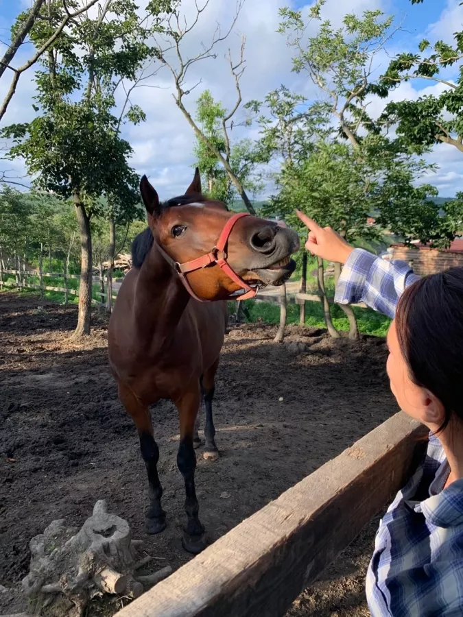 Конно-спортивный клуб Fast Horse в Владивостоке: Кони, Тренировка, Тренер,
