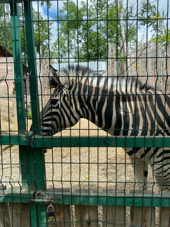 Зоопарк Садгород в Владивостоке: Зоопарк, Любимцы, Катание на лошедях, Контактный зоопарк,