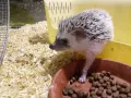 Миниатюра 4