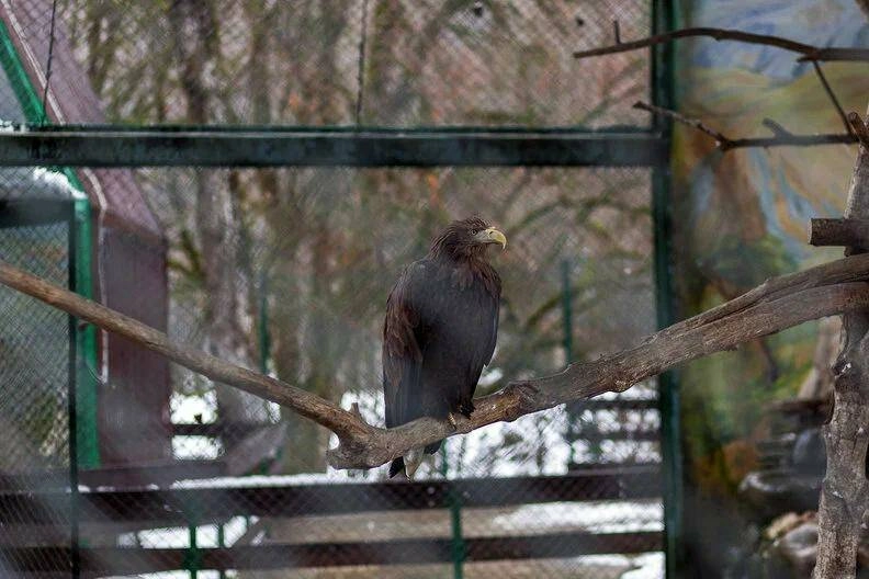 Кавказский государственный природный биосферный заповедник в Красной Поляне: Зоопарк, Животные,