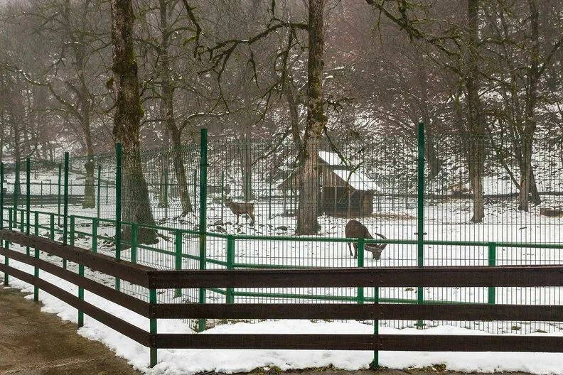 Кавказский государственный природный биосферный заповедник в Красной Поляне: Зоопарк, Животные,