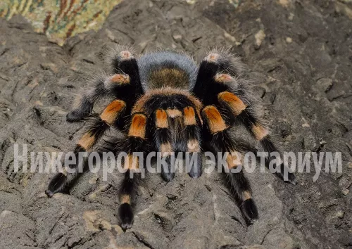 Нижегородский экзотариум  в  Нижнем Новгороде