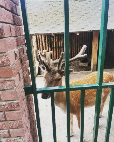 Зоопарк Маленькая страна  в  Нижнем Новгороде