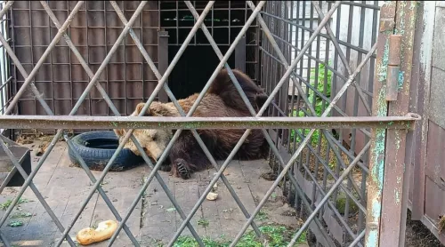 Зоопарк Медвежья ферма  в  Ижевске