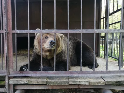 Зоопарк "Медвежья ферма"
