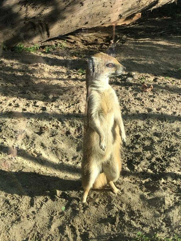 Новосибирский зоопарк имени Р.А. Шило в Новосибирске: Зоопарк, Животные,