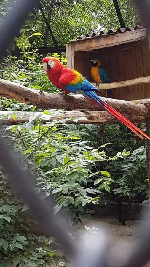 Новосибирский зоопарк имени Р.А. Шило в Новосибирске: Зоопарк, Животные,