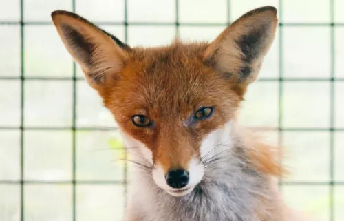 Мини-зоопарк ЦПКиО им. С. М. Кирова  в  Санкт-Петербурге