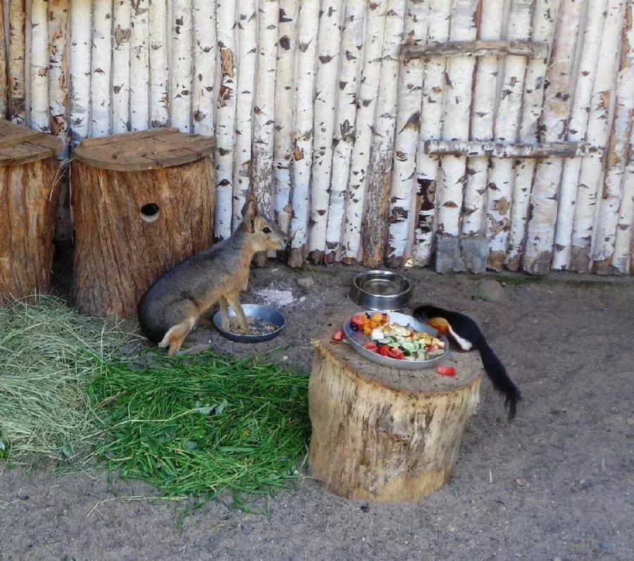 Пермский зоопарк в Перми: Зоопарк, Животные,