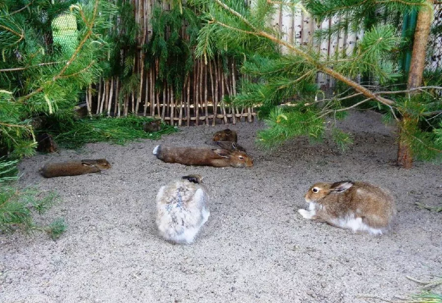 Пермский зоопарк в Перми: Зоопарк, Животные,