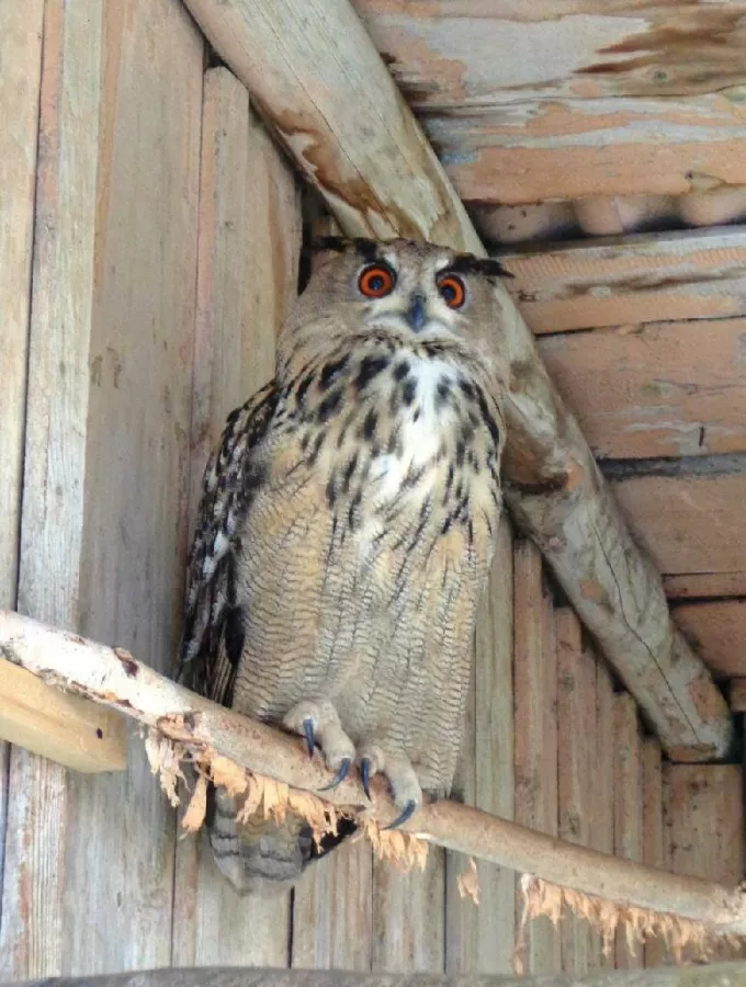 Пермский зоопарк в Перми: Зоопарк, Животные,