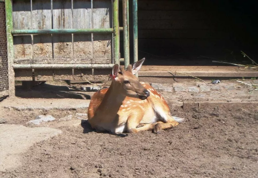 Пермский зоопарк в Перми: Зоопарк, Животные,