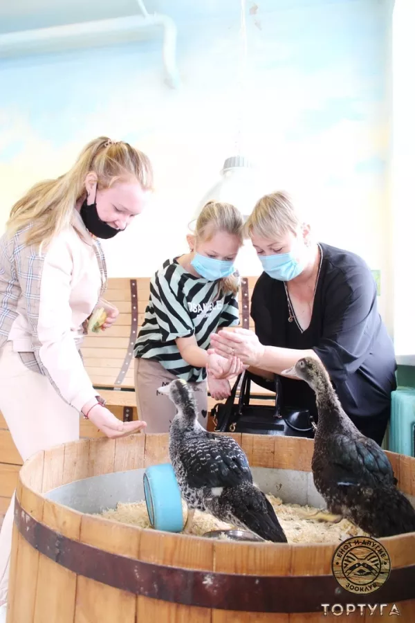 Зооклуб Тортуга в Перми: Зоопарк, Животные,