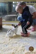 Миниатюра 5