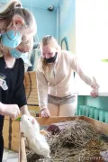 Миниатюра 6