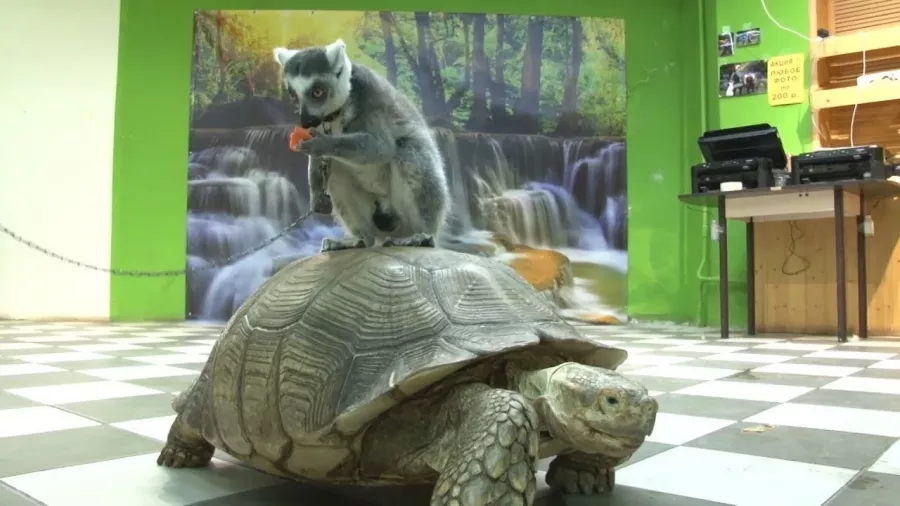 Зоопарк Джунгли Парк в Перми: Зоопарк, Животные,