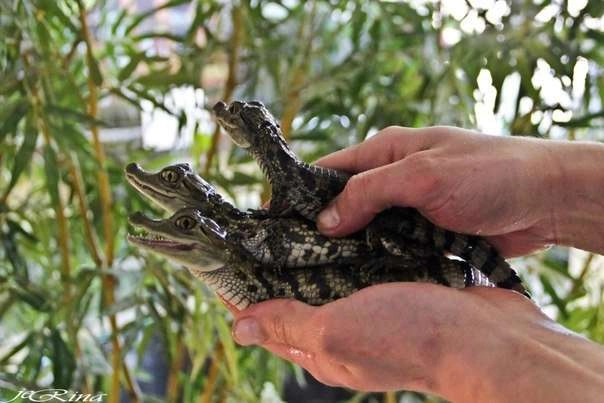 Зоопарк Джунгли Парк в Перми: Зоопарк, Животные,