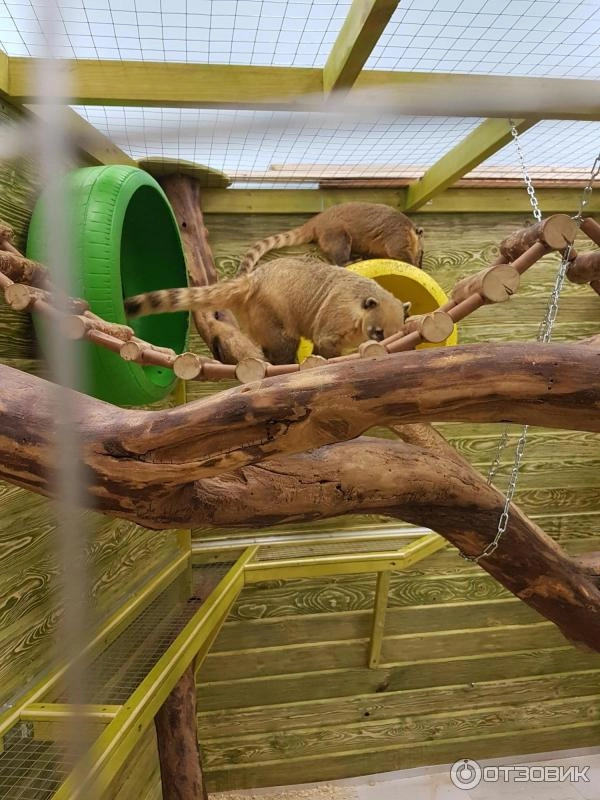 Зоопарк Джунгли Парк в Перми: Зоопарк, Животные,