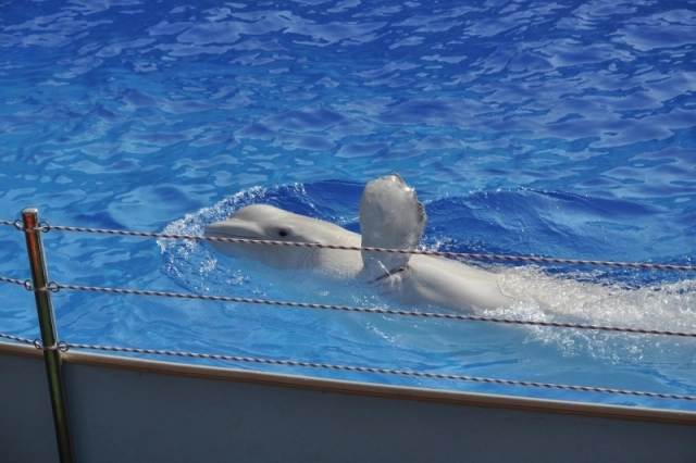 Большое фото 1