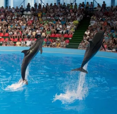 Адлерский дельфинарий