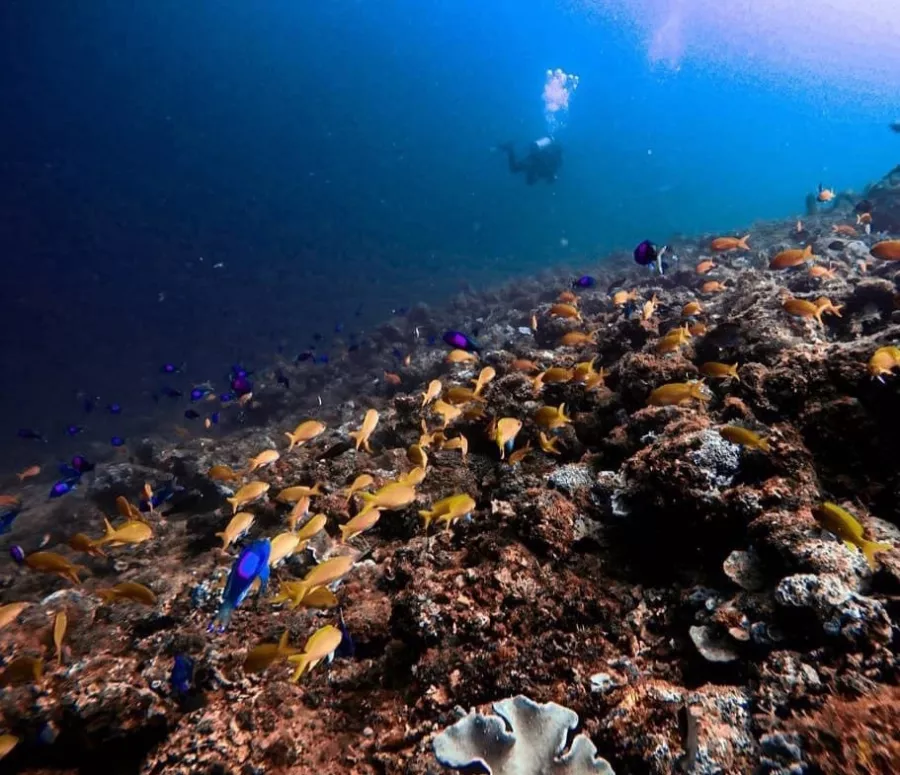 Дайвинг-центр DiveGurus в Боракай: Вода, Дайвинг,