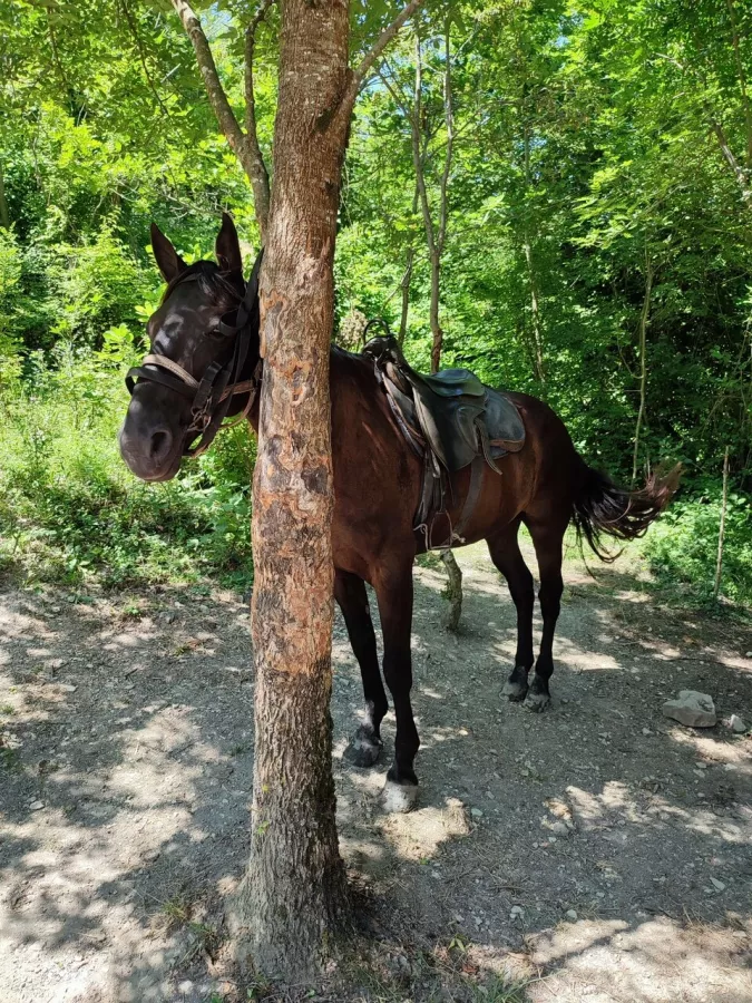 Конный клуб Horse travel123 в Геленджике: Конная езда, Обучение, Красивый вид, эквестрианство , Верховая езда,