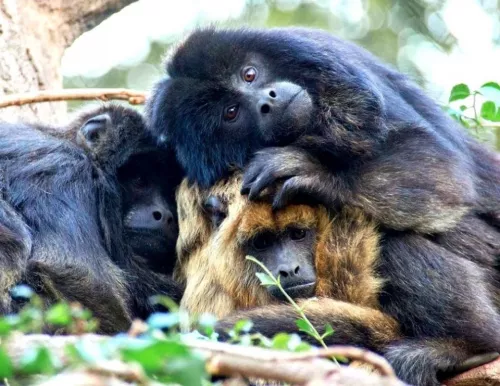 Биопарк Temaikèn  в  Буэнос-Айрес (Аргентина)