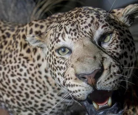 Музей «Argentino De Ciencias Naturales Bernardino Rivadavia»