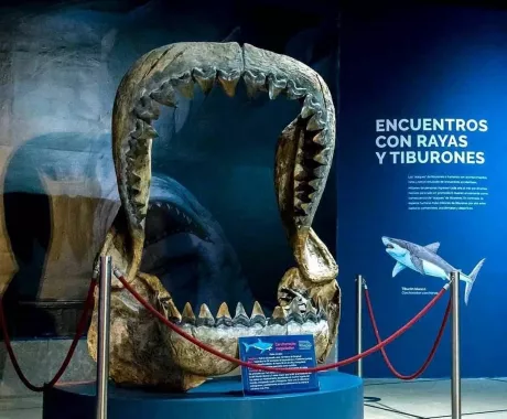Музей «Argentino De Ciencias Naturales Bernardino Rivadavia»