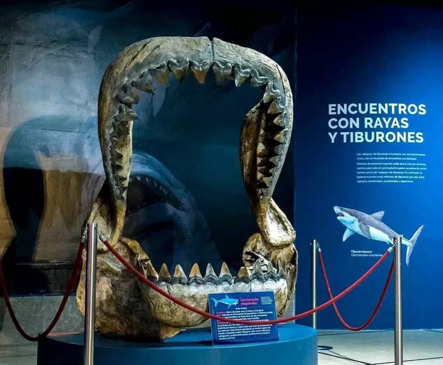 Музей Argentino De Ciencias Naturales Bernardino Rivadavia в Буэнос-Айрес (Аргентина): Музей , Динозавры, Археология, Museum, Dinosaurs , Archeology,