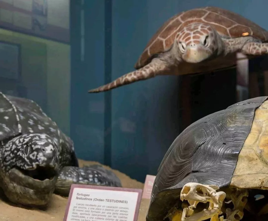 Музей Argentino De Ciencias Naturales Bernardino Rivadavia в Буэнос-Айрес (Аргентина): Музей , Динозавры, Археология, Museum, Dinosaurs , Archeology,