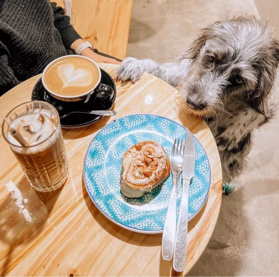 Кафе Tótem в Буэнос-Айрес (Аргентина): Еда, Кафе, Можно с животными, Кофе, Десерты,