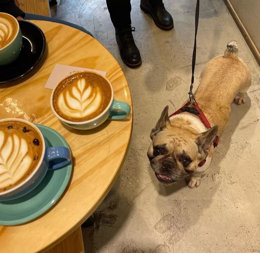 Кафе Tótem в Буэнос-Айрес (Аргентина): Еда, Кафе, Можно с животными, Кофе, Десерты,