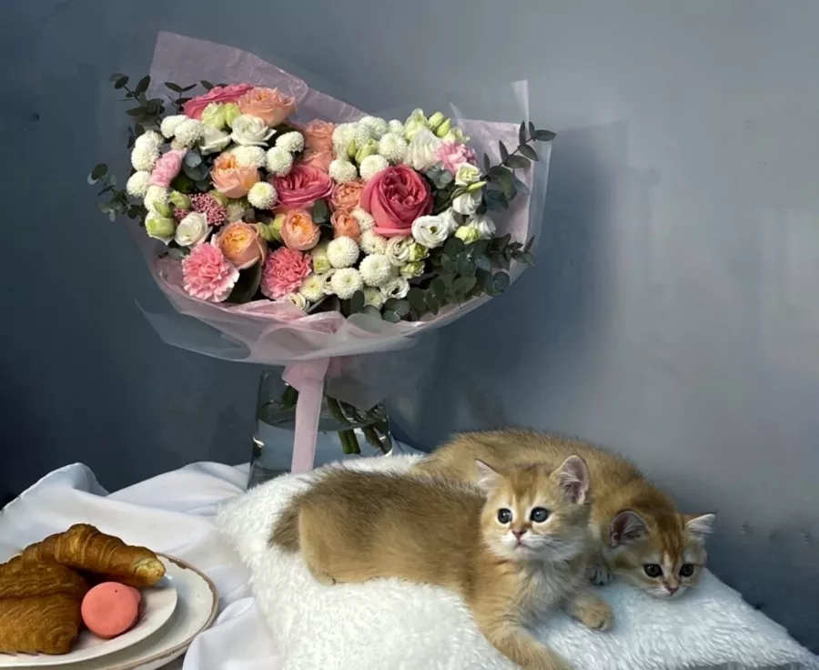 Цветочная студия Florcat в Санкт-Петербурге: Свадебный букет, Букет невесты, Букет на свадьбу, Цветочный магазин, Букет цветов,