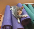 Миниатюра 6