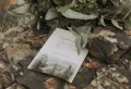 Миниатюра 7