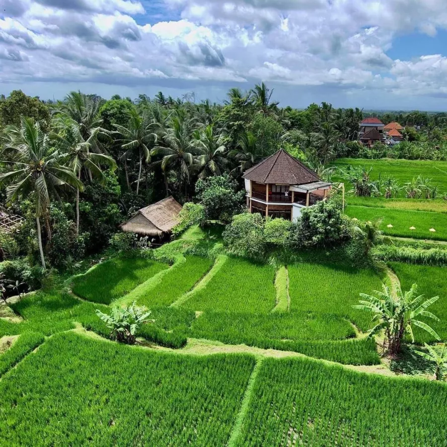 Студия Йоги Ubud Yoga House в Бали: Йога, Медитация , Растяжка , Джунгли, Jungles, Yoga, Meditation , Stretching ,