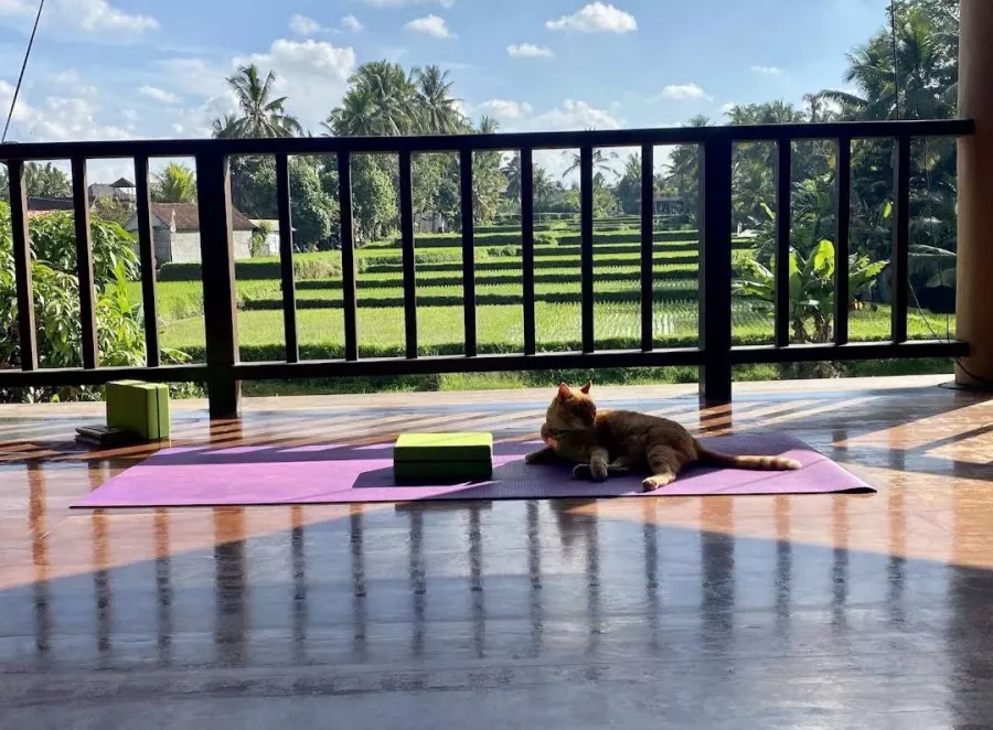 Студия Йоги Ubud Yoga House в Бали: Йога, Медитация , Растяжка , Джунгли, Jungles, Yoga, Meditation , Stretching ,