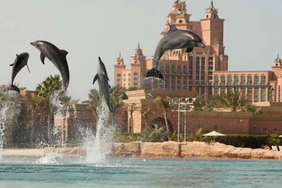 Заповедник Sea Lion Point в Дубаи: Отдых, Природа, Парк,
