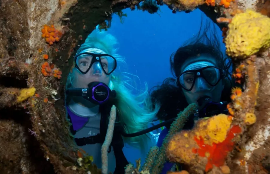 Дайвинг Al Boom Diving в Дубаи: Дайвинг, Плавание, Рыбы, Fish, Diving, Swimming,