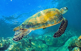 Дайвинг Al Boom Diving в Дубаи: Дайвинг, Плавание, Рыбы, Fish, Diving, Swimming,