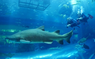 Дайвинг Al Boom Diving в Дубаи: Дайвинг, Плавание, Рыбы, Fish, Diving, Swimming,