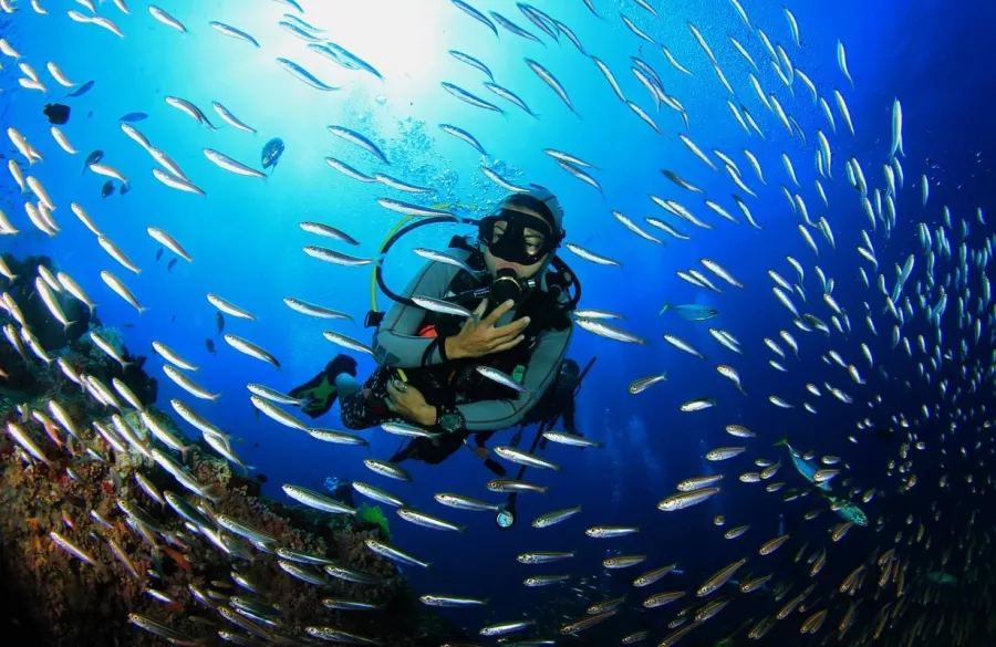 Дайвинг Atlantis Dive Centre в Дубаи: Дайвинг, Плавание, Рыбы, Fish, Diving, Swimming,