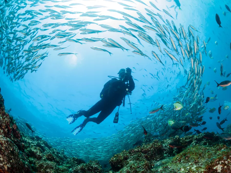 Дайвинг Paradise Blue Diving Center в Дубаи: Хобби, Дайвинг, Плавание, Рыбы,